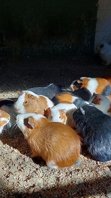 Птицы: Wekilde gorduyunuz Deniz donuzlari satilir saglamliqlarina cavabdexem — 7