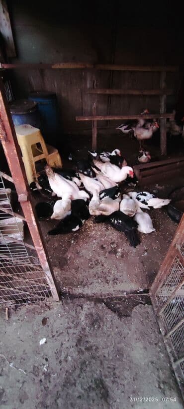 qaz ordey: Erkək, | Lal ördək, Damazlıq — 4