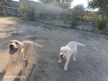 лабрадор купить: Labrador-retriver, 5 ay, Dişi, Peyvəndli, Ünvandan götürmə — 5