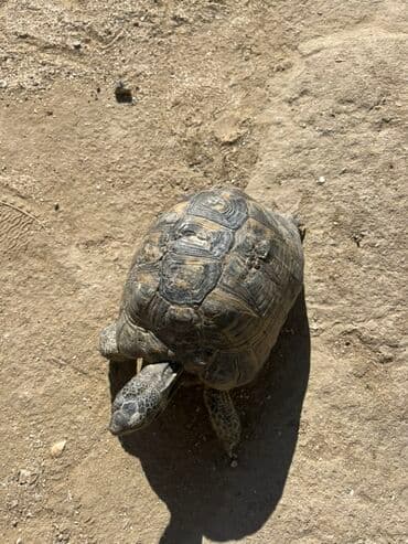 dovşan velikan: Quru tısbağa – bağ üçün sakit, baxımı asan ev heyvanı - Növ: quru — 1