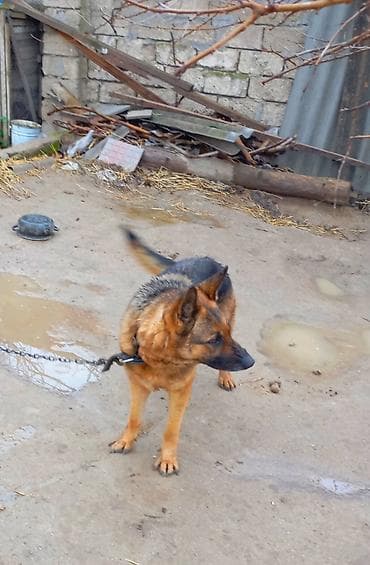 itler pulsuz: Alman çoban iti, 3 il, Dişi, Peyvəndli, Ünvandan götürmə — 3