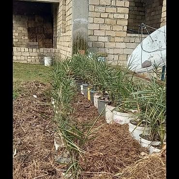 zoğal ağacı: Sitrus və xurma tingləri portağal mandalin ağaclar var vp yazın — 4