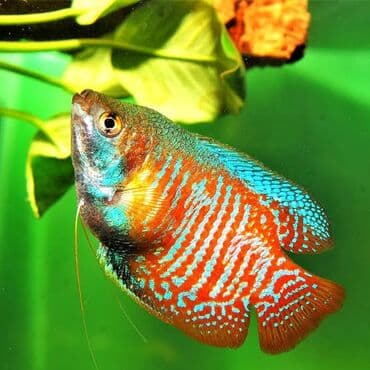 beta balığı: 2 eded qara disi skalyar baliqi tul quyruq teqriben 10 - 12 sm . 2 — 2