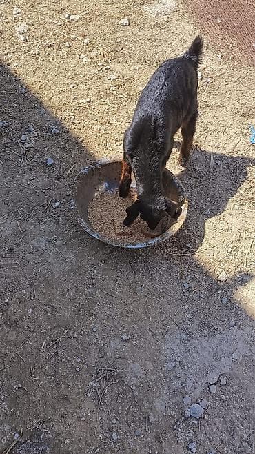 donuz satisi: Nubian tipli qəhvəyi ana keçi və onun balası satılır. Helep ana bala — 7