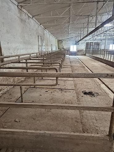 ucar emlak: Ferma mal saxlamaq üçün mükemmel bir yerdi erazisi böyük ve elave — 3