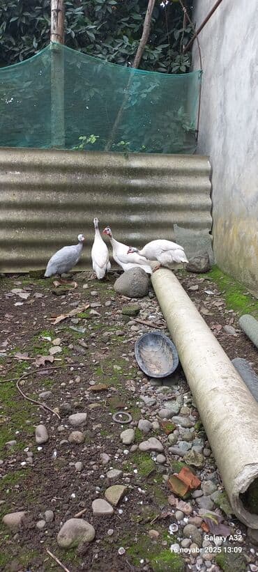 at yəhər: Toyuq, Damazlıq — 7