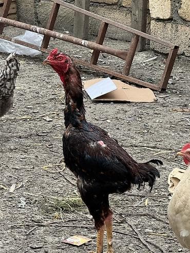 dana 2024: Xoruz, Heyratı, il: 1, Ünvandan götürmə, Ödənişli çatdırılma, Rayonlara çatdırılma — 5