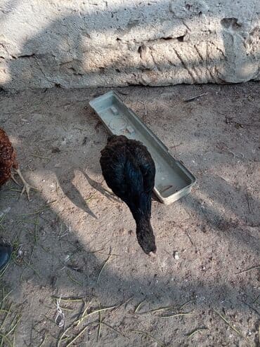 xarkov sortu toyuq: Toyuq, Yumurtalıq — 2