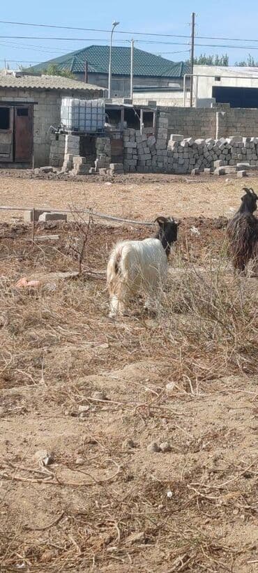 heyvanlara verilen xususi adlar: Kom satılır — 5