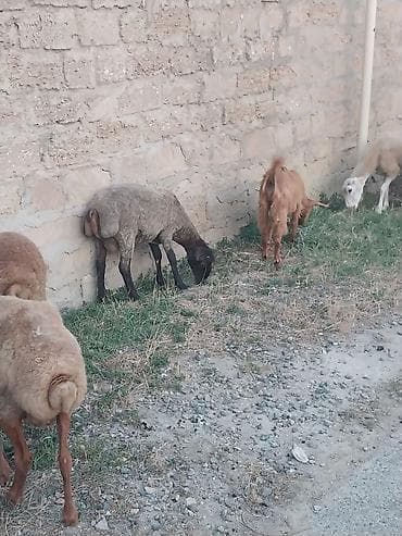 Qoyunlar, qoçlar: Saf qan təmiz hələb təkəsi, onnan dönmə çəpişlər, Ana-bala qoyunlar. 2 — 9