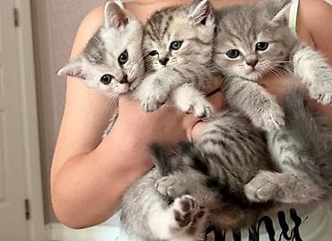 Scottish Fold və Scottish Straight balaları - Cins: Scottish Fold lalafo.az -da Scottish Fold və Scottish Straight balaları - Cins: Scottish Fold