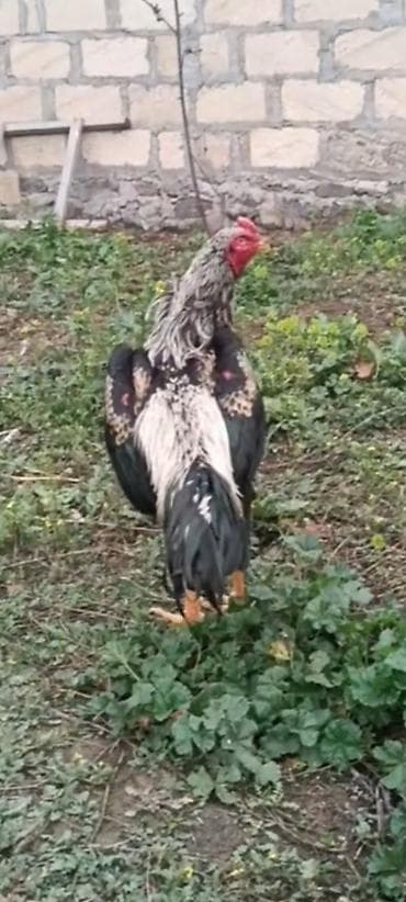 brama xoruz: 10 ayliq ata taylant ana mamba super qani olan heyvandi atasida — 3