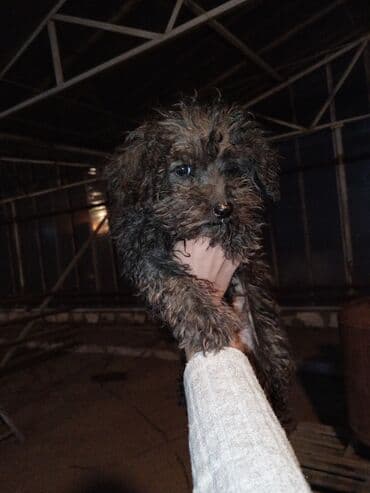 Alfa Romeo: Pudel, 3 ay, Ünvandan götürmə — 3