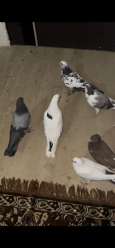 Balıqlar: Məhsul: Ev göyərçinləri dəsti Təsvir: - Şəkillərdə müxtəlif rəng və — 3