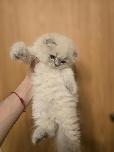 шиншилла кошка: Şotland yasti qulaq colir point erkey bala satişdadi.Fevralin 1 i — 7