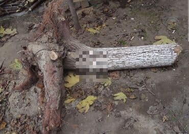 Aliram.bele kötükleri.agaclarin ferqi yoxdu,ama tuta daha cox ustunluk