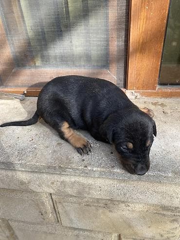 it satisi gence: Doberman, 1 ay, Dişi — 1