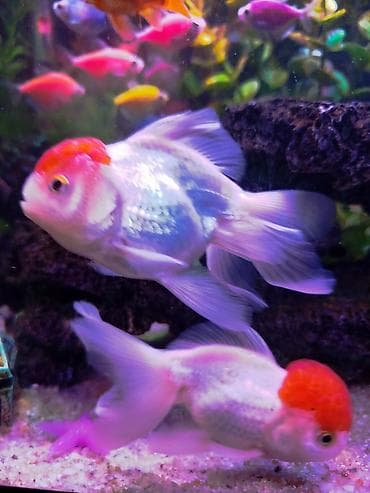 ev it: Oranda, Sülhsevər, Ünvandan götürmə — 3