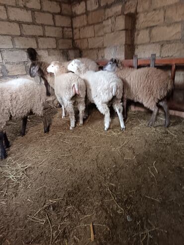 Quzu: Erkək, il: 8, Ətlik — 5