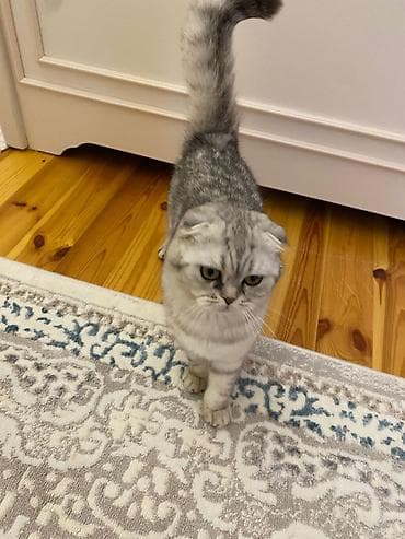 zvanok iti satilir: Şinşilla, Dişi, Yaxşı əllərə, Ödənişli çatdırılma — 3