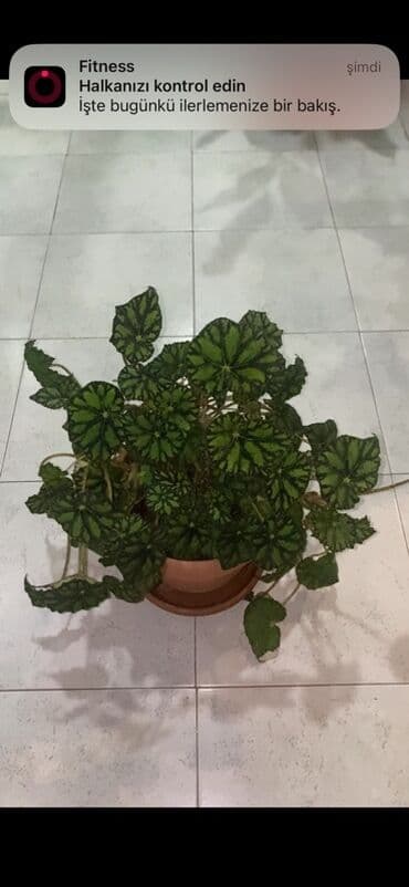 beqoniya bitkisi: Bu begoniya bitkisi iri, yaşıl və qara naxışlı yarpaqları ilə — 9