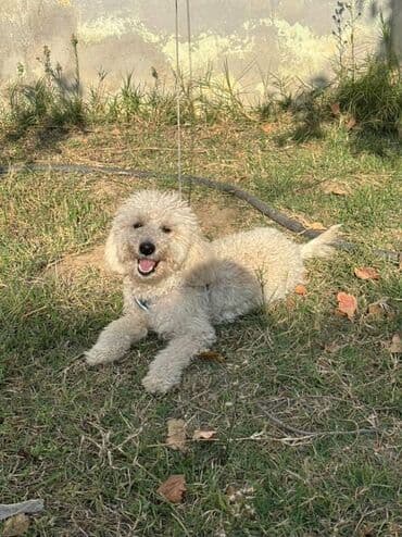 сколько стоит щенок акита ину: Пудель, 7 месяцев, Самец, С прививками, Самовывоз — 4