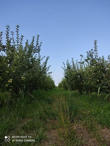 2713 sot, Kənd təsərrüfatı, Mülkiyyətçi, Kupça (Çıxarış) — 9