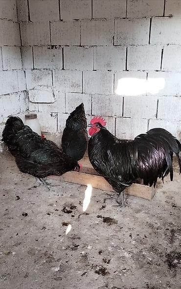 pegah kere yagi: Məhsul: Yumurta satışı Avstralorp yumurtası satılır 2 azn. Sağlam — 2