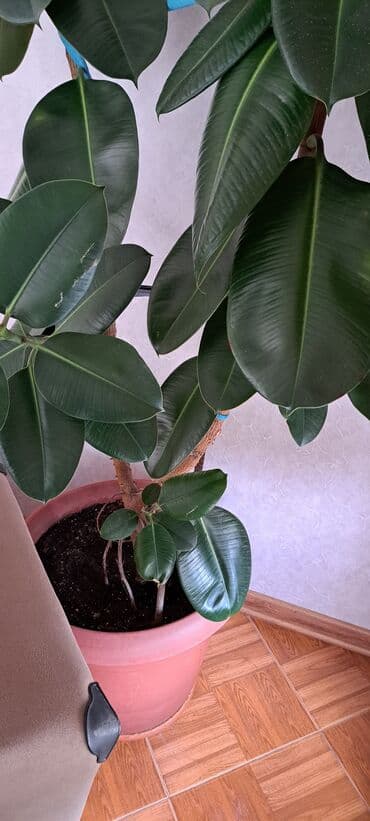 Lincoln: Fikus bitkiləri satılır . Həmişəyaşıldır . Otaqların ofislərin — 9