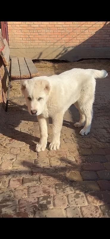 heyvan: Məhsul: İt – iri cüssəli, ağ tüklü, qısa qulaqlı balaca (molasoid — 4