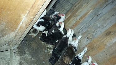 Lexus: Dişi, | Lal ördək, Damazlıq, Ünvandan götürmə — 2