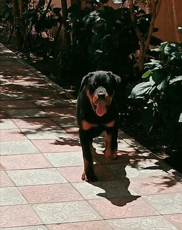 bala tutuquşu: Rotveyler, 4 ay, Erkek, Peyvəndli, Ünvandan götürmə — 2