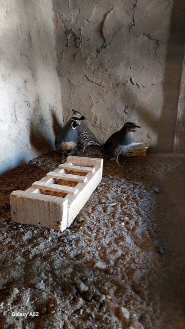 bülbül quşu: 2 dişi 1erkək Kalifornia bildirçinleri satiram cox çevik heyvanlardi — 3