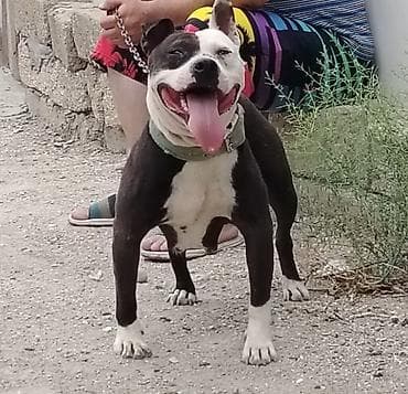 pit bull: Pitbul, 1 il, Dişi — 1