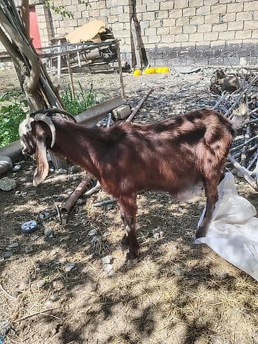ereb ati satilir: Südlük keçi – qəhvəyi rəng, alnı və burnunda ağ ləkəli. Uzun sallaq — 2