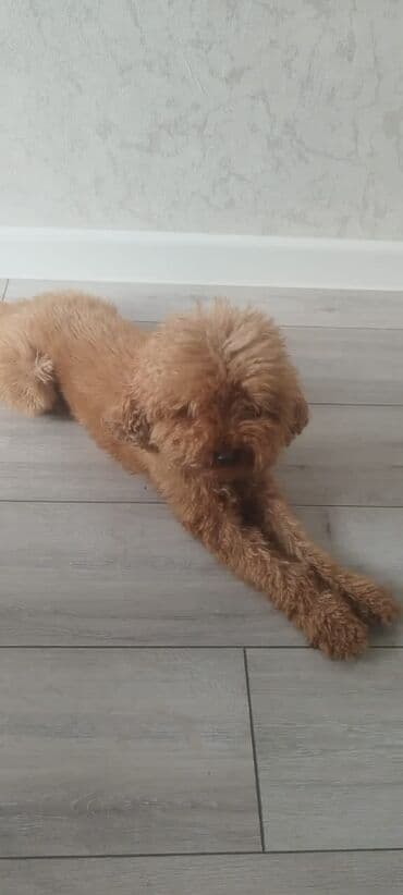 где можно купить собаку мальтипу: Pudel — 18