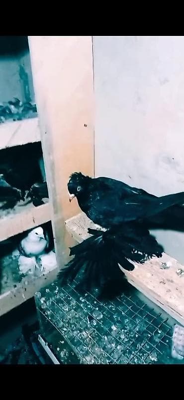 heyvanlar və balaları: Məhsul: Göyərçinlər – rəngli damazlıq sürü Təsvir: - Eyni sürüdən — 10