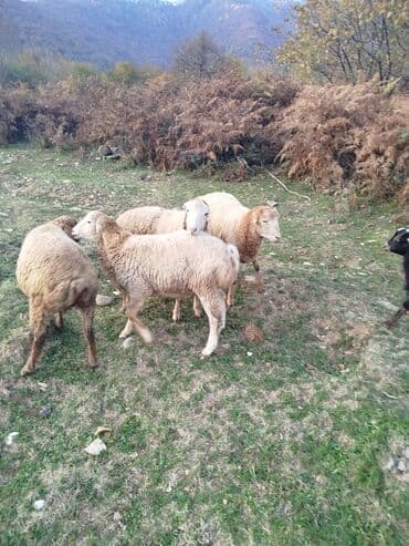 ucuz pitbul: QİYMƏT RAZILAŞMA YOLU İLƏ. Qoyun sürüsü – yerli ətlik/quyruqlu tip — 5