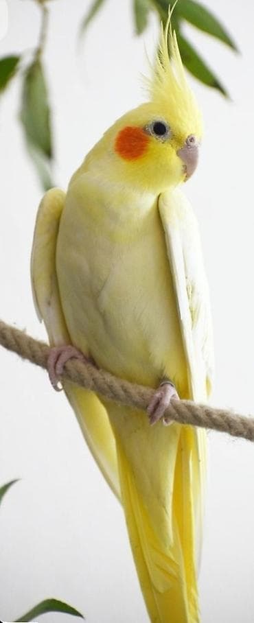 zvanok it satilir: ✨ Hazır sarı elquşları satışda! 🐦✨ Parlaq sarı rəngdə, gözəl və sağlam — 1