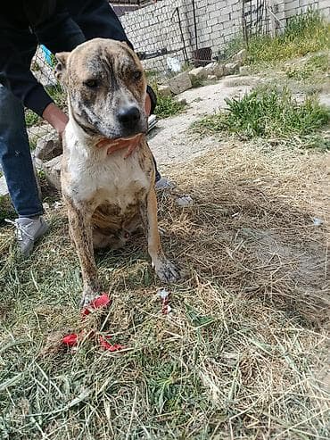 erkek it adlari azeri: Pitbul, 9 ay, Erkek, Peyvəndli, Ünvandan götürmə — 2