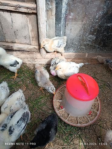 ov iti satilir: Toyuq cücələri, Ətlik, Ünvandan götürmə — 7