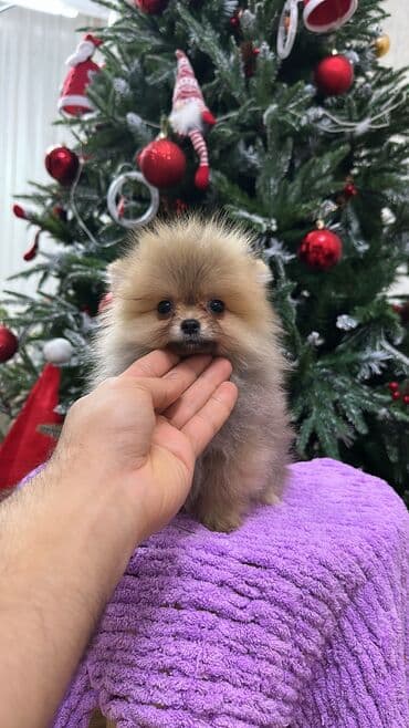 Mikro pomerandi temiz parodadi xaiş ancaq anlayişi olanlar miraciet lalafo.az -da Mikro pomerandi temiz parodadi xaiş ancaq anlayişi olanlar miraciet