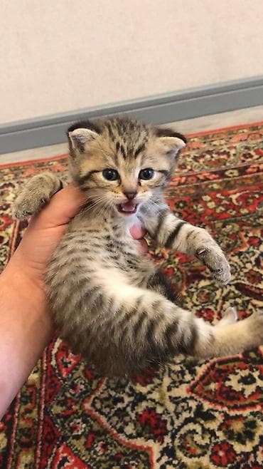 cutlesdirmek ucun pisik: Şotland yastı qulaq — 5