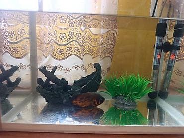 kompresor akvarium: Akvarium və balıq dəsti satılır. Dəst tərkibi: - Şüşə akvarium — 10