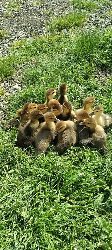 balalı inəklər: Kuban qəhvəyi ördək balalari Xüsusiyyətlər: - Sakit təbiətli, sürətli — 2