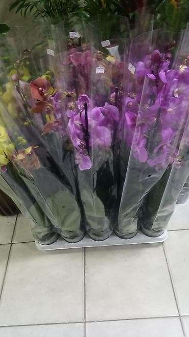 phal. zebrina × sib: ƏLAQƏ TEL : 050-557-56-51 8 marta özəl yeni hədiyyəlik — 4