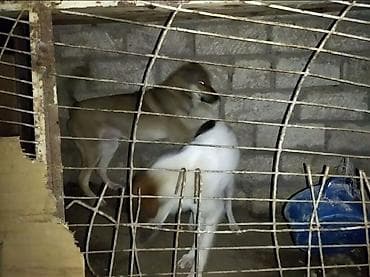 Кошки: 1 год, Для вязки, Самовывоз — 3