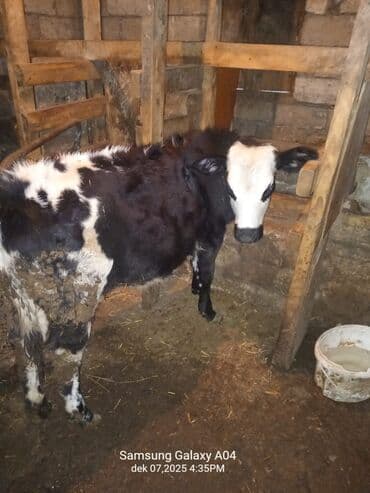 camış balası: Satılır: qara-ağ rəngli dana - Növ: mal-qara (dana) - Rəng: qara-ağ — 1