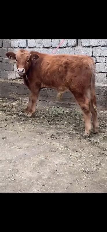 erkəy danalar: Qırmızı-qonur rəngdə, uzun tüklü gənc buğa balası (erkək danalıq) — 3