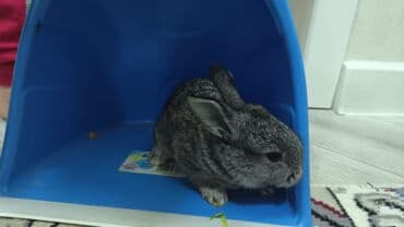 karlik dovşanlar: Uzun tüklü dekorativ dovşan - Cins: ehtimalən Angora/mix dekorativ — 14